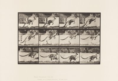 Tallerken 752. Kenguru; Hopping av Eadweard Muybridge