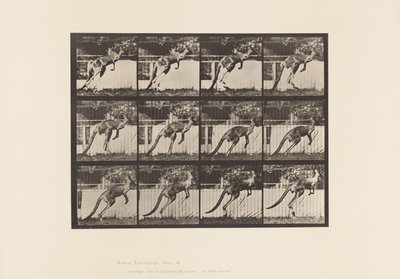 Tallerken 753. Kenguru; Hopping av Eadweard Muybridge