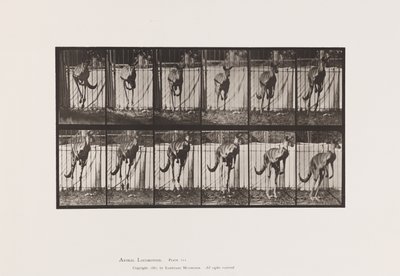 Tallerken 754. Kenguru; Hopping av Eadweard Muybridge