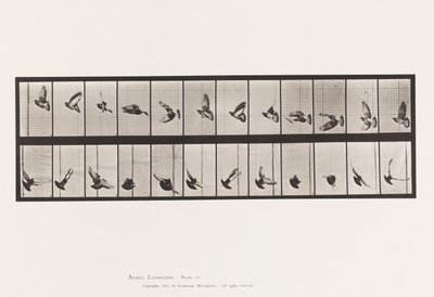 Plate 756. Due; Flying av Eadweard Muybridge