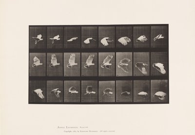 Tallerken 758. Kakadu; Flying av Eadweard Muybridge