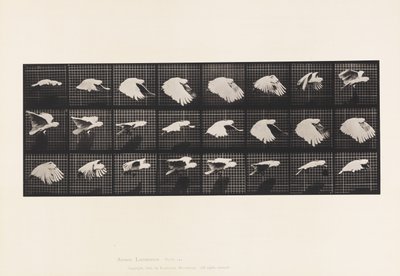 Tallerken 759. Kakadu; Flying av Eadweard Muybridge