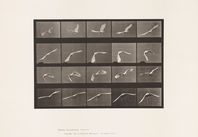 Tallerken 760. Kakadu; Flying av Eadweard Muybridge