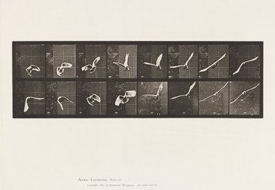 Tallerken 761. Kakadu; Flying av Eadweard Muybridge