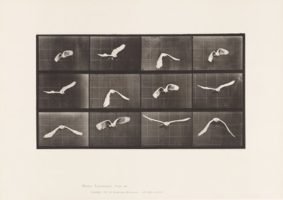 Tallerken 762. Kakadu; Flying av Eadweard Muybridge