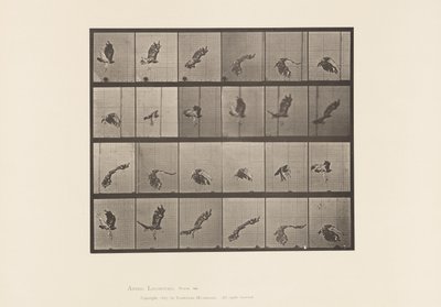 Plate 763. Rødhalehauk; Flying av Eadweard Muybridge