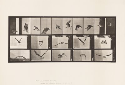 Plate 764. Fiskehauk; Flying av Eadweard Muybridge