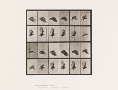 Plate 765. Gribb; Flying av Eadweard Muybridge