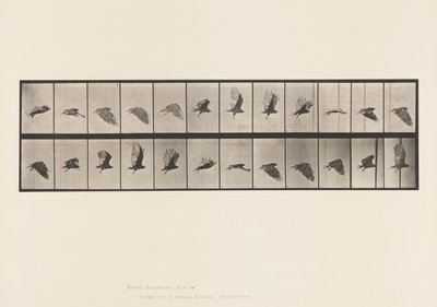 Plate 766. Gribb; Flying av Eadweard Muybridge