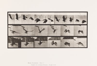 Plate 767. Gribb; Flying av Eadweard Muybridge