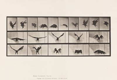Plate 769. American Eagle; Flying av Eadweard Muybridge