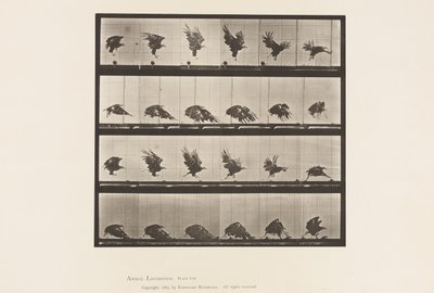 Plate 770. American Eagle; Flyr nær bakken av Eadweard Muybridge