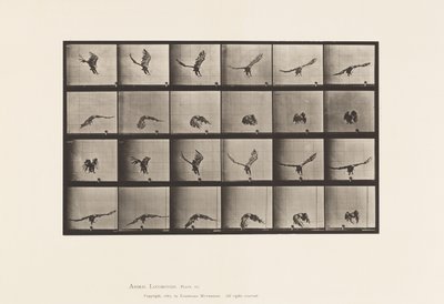 Plate 771. American Eagle; Flyr nær bakken av Eadweard Muybridge