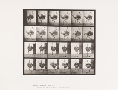 Plate 773. Struts; Løping av Eadweard Muybridge