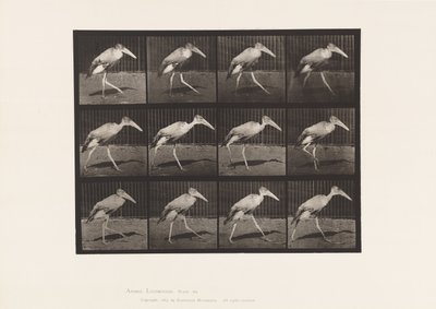 Plate 774. Adjutant; Går av Eadweard Muybridge