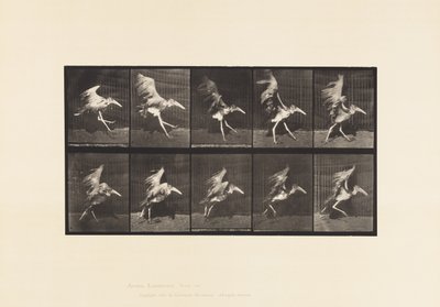 Plate 775. Adjutant; Flying Run av Eadweard Muybridge