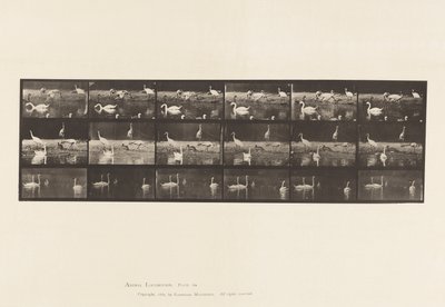 Plate 776. Storker; Svaner, etc, A, B, C av Eadweard Muybridge
