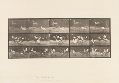 Plate 778. Storker; osv, A, B, C av Eadweard Muybridge