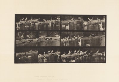 Plate 779. Storker; Svaner osv. av Eadweard Muybridge