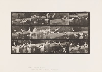 Tallerken 780. Storker; Svaner osv. av Eadweard Muybridge