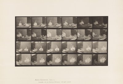 Tallerken 781. Kyllinger; Skremt av Torpedo av Eadweard Muybridge