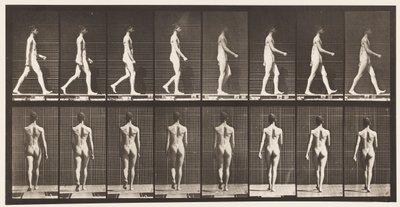 Plate 9. Vandrende, 1872-1885 av Eadweard Muybridge