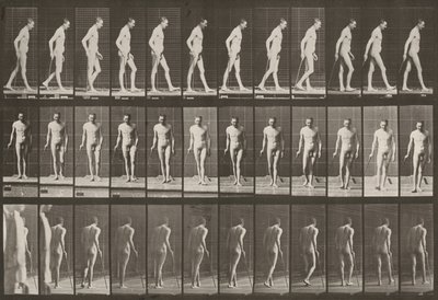 Tavle nummer 559. Delvis paraplegi, gange med stokk av Eadweard Muybridge