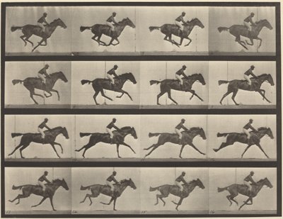 Plate nummer 626. Galopp, fullblods brun hoppe, Annie G. av Eadweard Muybridge