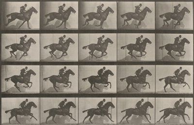 Plate nummer 628. «Daisy» i galopp av Eadweard Muybridge