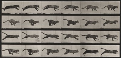 Tavle nummer 720. Katt; i galopp av Eadweard Muybridge