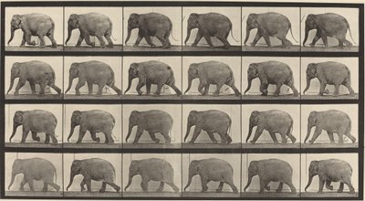 Plate nummer 733. Elefantvandring av Eadweard Muybridge
