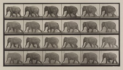 Plate nummer 733. Elefantvandring av Eadweard Muybridge
