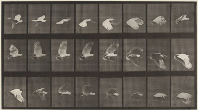 av Eadweard Muybridge