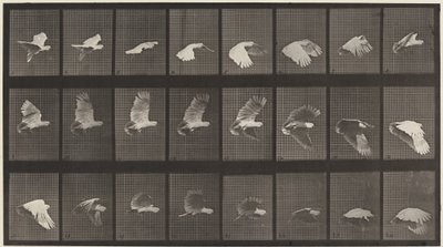 Plate nummer 758. Kakadu flyvende av Eadweard Muybridge