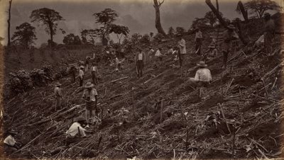Setter ut en kaffeplantasje i Antigua de Guatemala av Eadweard Muybridge