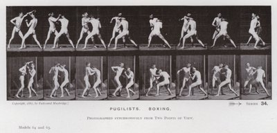 The Human Figure in Motion: Pugilists, Boxing (s/hv-bilde) av Eadweard Muybridge