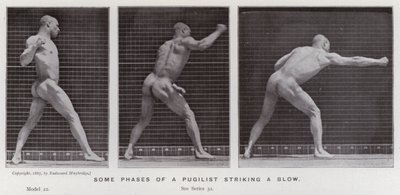 Den menneskelige figuren i bevegelse: Noen faser av en pugilist som slår et slag (s/hvitt-bilde) av Eadweard Muybridge