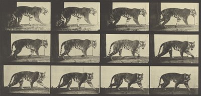 Tiger Walking, plate 729 fra Animal Locomotion, 1887 av Eadweard Muybridge