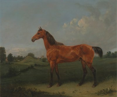 A Bay Horse in a Field av Edmund Bristow