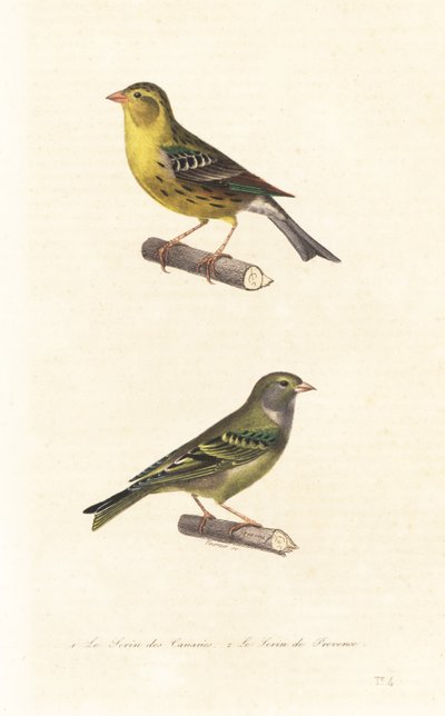 Atlantisk kanarifugl og europeisk serin. av Edouard (after) Travies