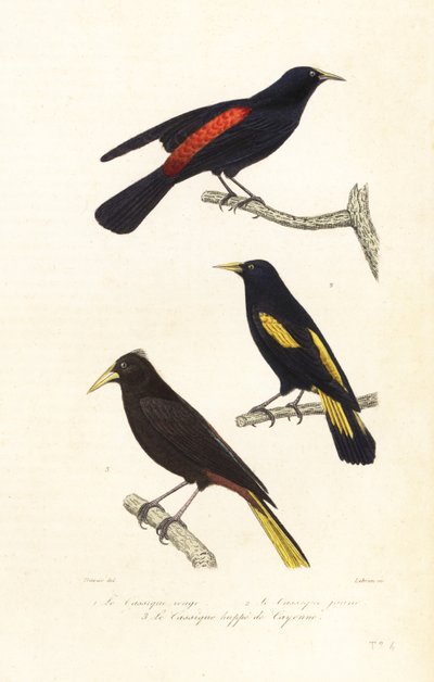 Cacique-arter og crested oropendola. av Edouard (after) Travies