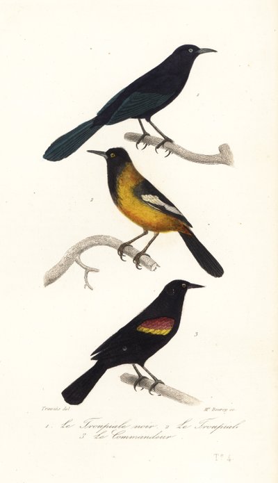 Greater Antillian grackle, Audubons oriole og rødvinget svart av Edouard (after) Travies