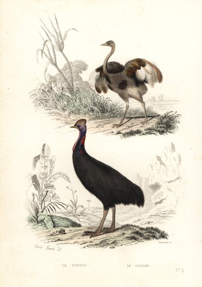 Større rhea og sørlig kasuar. av Edouard (after) Travies