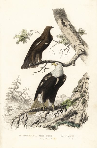 Større flekkørn og skallet ørn. av Edouard (after) Travies