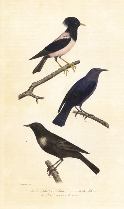 Ringouzel, blå steintrost og rosenrød stær. av Edouard (after) Travies