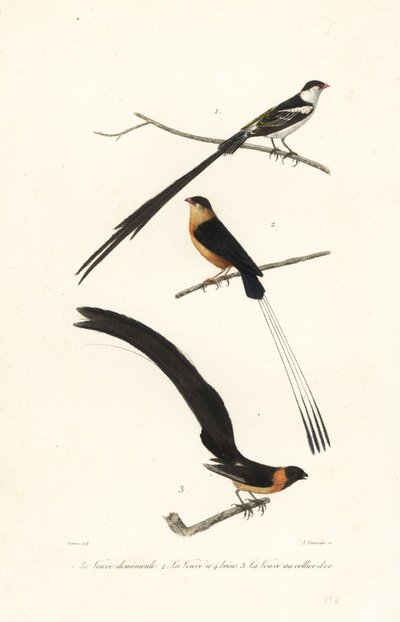 Whydah fugler. av Edouard (after) Travies