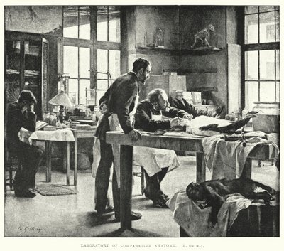Laboratorium for sammenlignende anatomi (gravering) av Edouard Gelhay