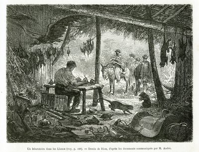 Et taksidermilaboratorium i urskogen, i regionen Llanos (Colombia), tegning av Riou, for å illustrere historien om Equinoxiale America (Colombia, Ecuador, Peru), i 1875-1876, av Ed. andre, reiseoppdrag fra den franske regjeringen. Engra av Edouard Riou