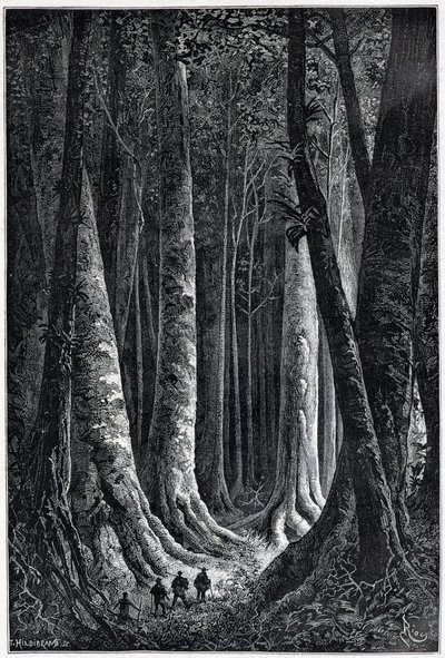 Fransk Guyanaskog, tegning av Riou, "" Le Tour du Monde", 2. sem. 1879. av Edouard Riou