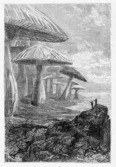 Det er bare en skog av sopp, sier han, og tegner av Riou i "" Voyages Extraordinary"" av Jules Verne, red. Hetzel, n.d. 19. av Edouard Riou